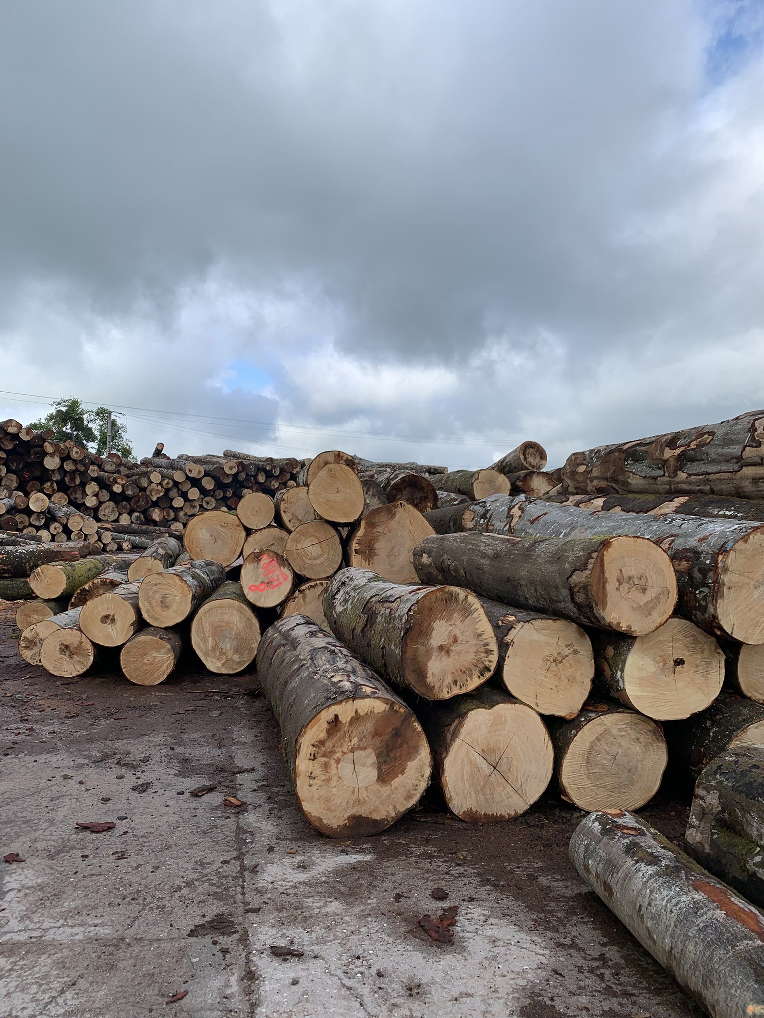 Grumes de bois sec QUIRIN BOIS